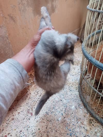 Grey yellow black colour hai