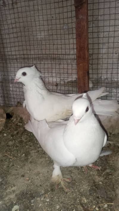 White sentinent two females