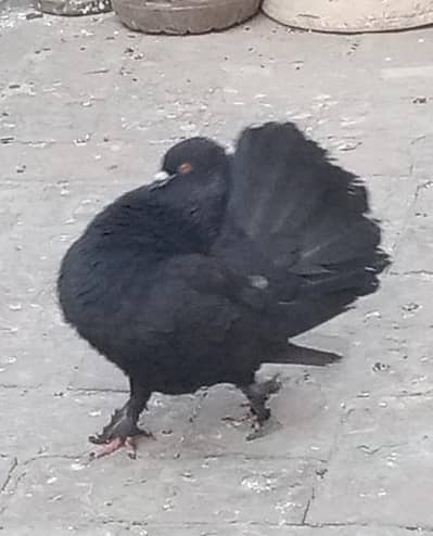 Indian Fantails Breeder Pairs