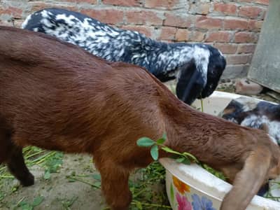 Bakrri sath bachy 03006171466