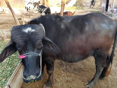 katta gol wazan 4 man Kay nazdik