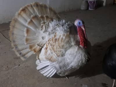 turkey for sale