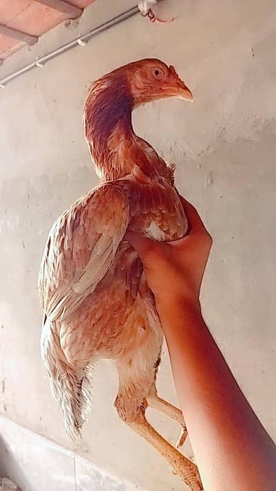 aseel cheni murgi  or aseel lakhi murgi for sale