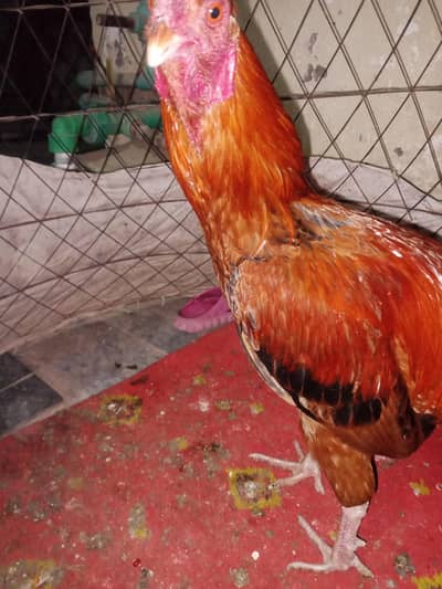 pure aseel desi murga