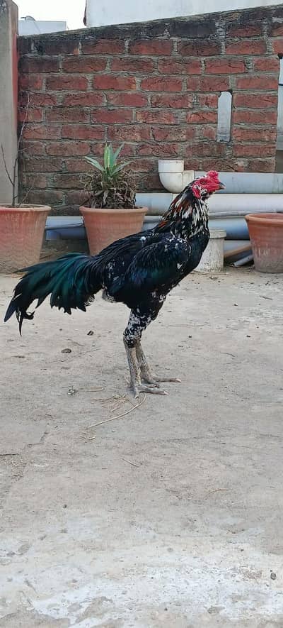 aseel Thai pakoye bread male & female both for sale