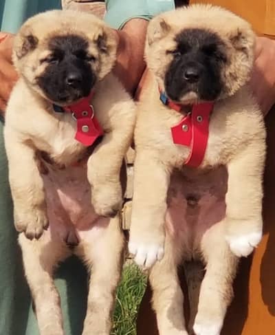 kurdish Kangal | Turkish kangal | kangal puppy | puppies pair for sal