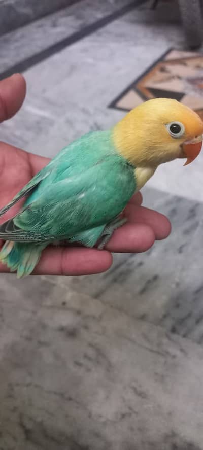 Blue Opline + Blue Opline Dilute + Green Fisher Split PaleFellow