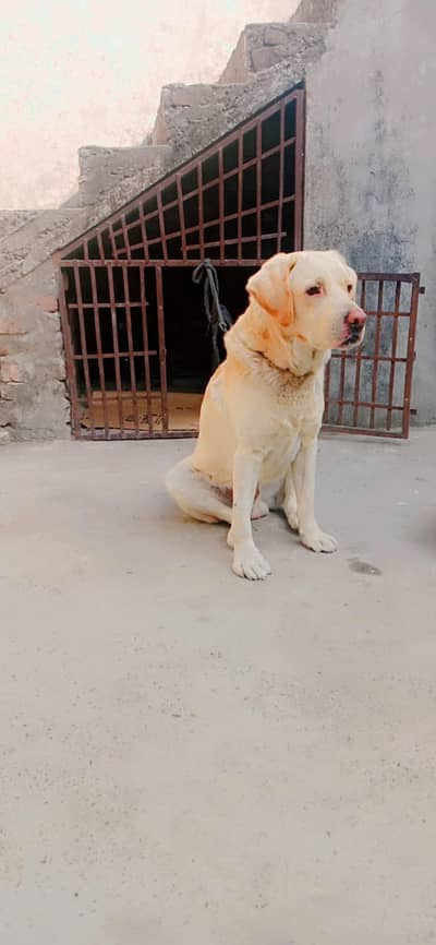 Labrador Male For sale