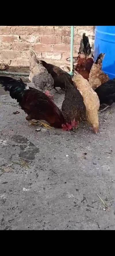 9 female hens and one male eggs da rahi ha