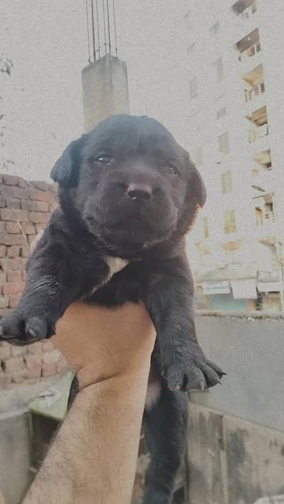 Labrador puppy