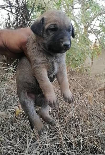 bagiyari male pup /0/3/0/4/6/9/6/0/0/7/2/