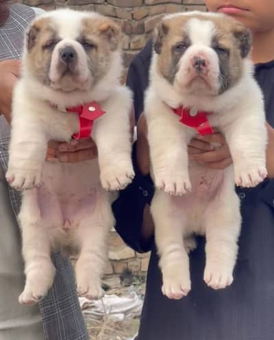 alabai | king alabai | alabai puppies | alabai male puppy for sale