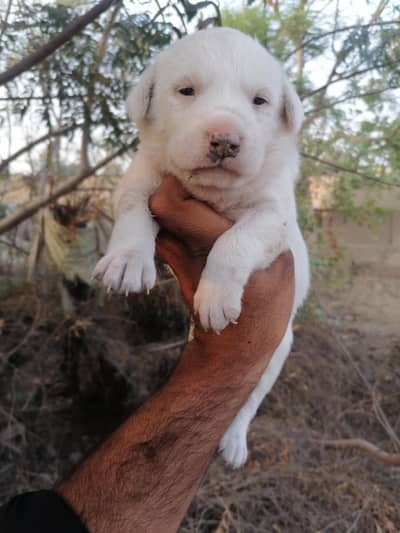 bully gultair female