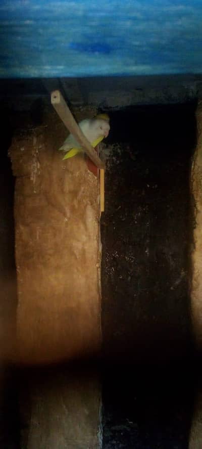 love bird pair for sale