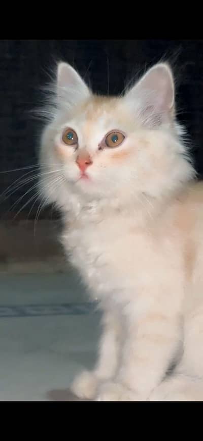 Persian Kitten