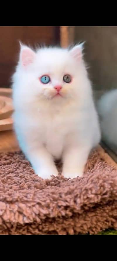 pure persian cats vaccinated triple coated WhatsApp 03317823482