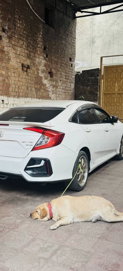 Labra bitch home breed for sale