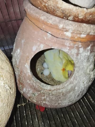 cocktail breeder pair 0301/9170/455