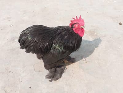 Bantum Trio and 1 Golden Heavy Buff Male