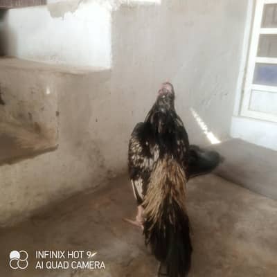 pure aseel 2 madi hain or ak pattha hy.