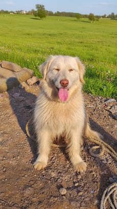 poodle | full white | super friendly