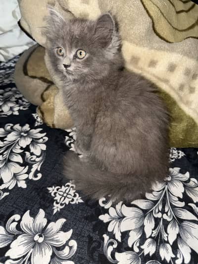 Healthy and Playful Female Kitten!