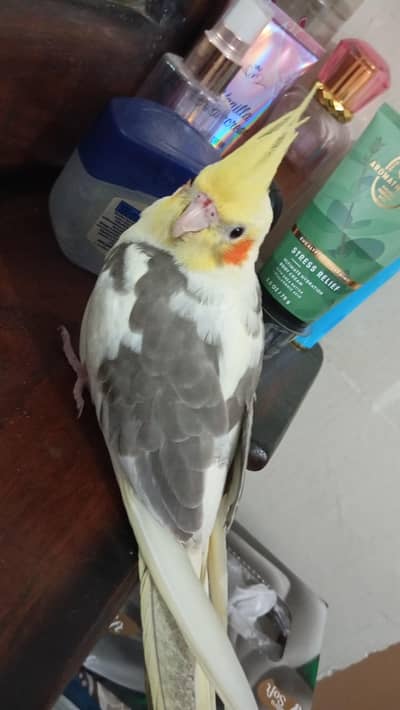 tammed cockatiel male