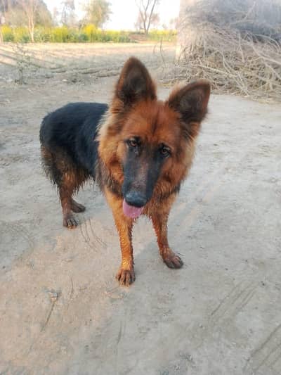 German shepherd female