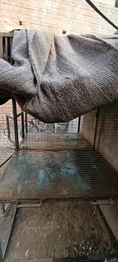 cage for hens and parrot