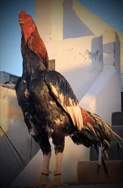 Urjant sale High quality lakha pair