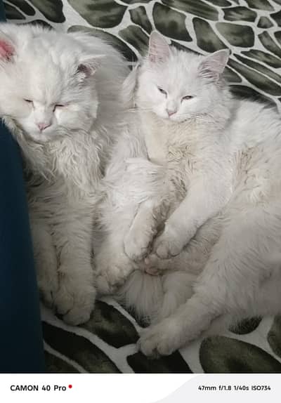Persian cat pair