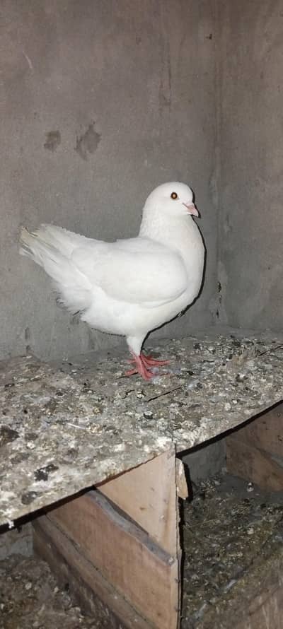 Fancy king white male