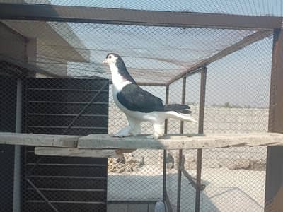 Jet black lahori sherazii male.