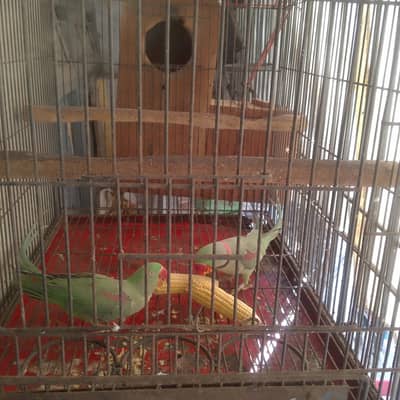 breeding pair video available only call or whatsap 03152701630