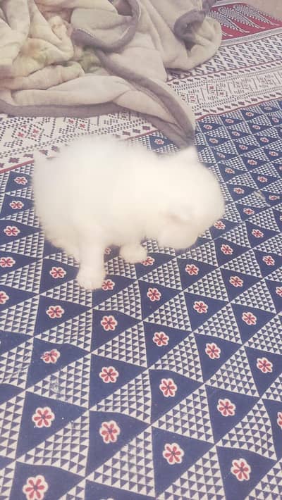white colour Persian kittens triple coat for sale