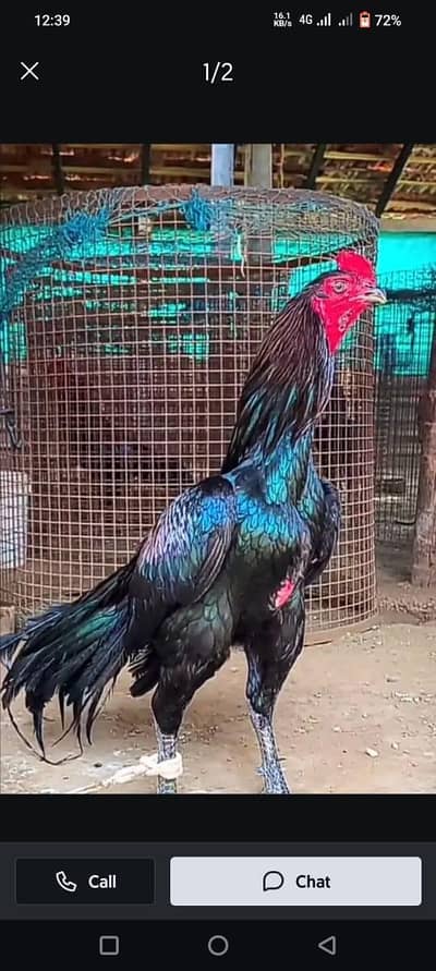 Desi Aseel Murga for sale