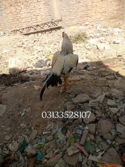 boht achi chez hy full feter