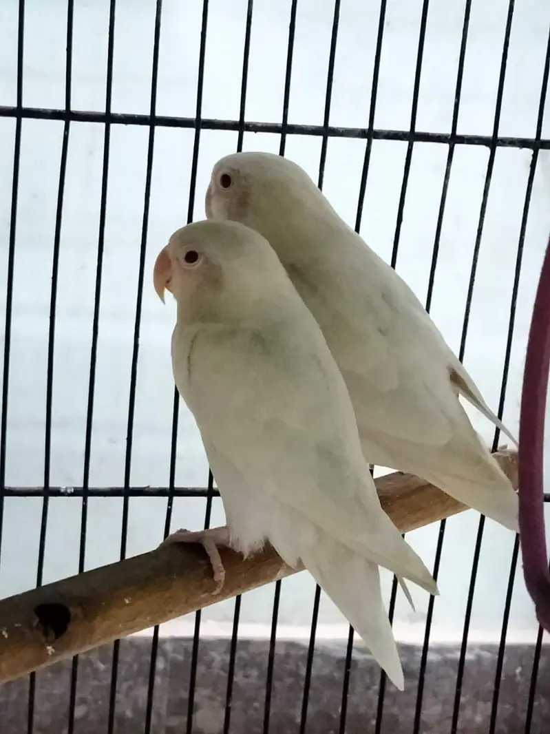 breeder pairs of lovebirds — photo 2
