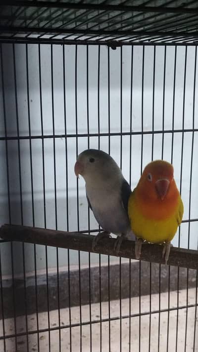breeder pairs of lovebirds