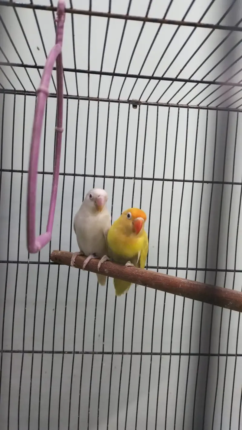 breeder pairs of lovebirds — photo 3
