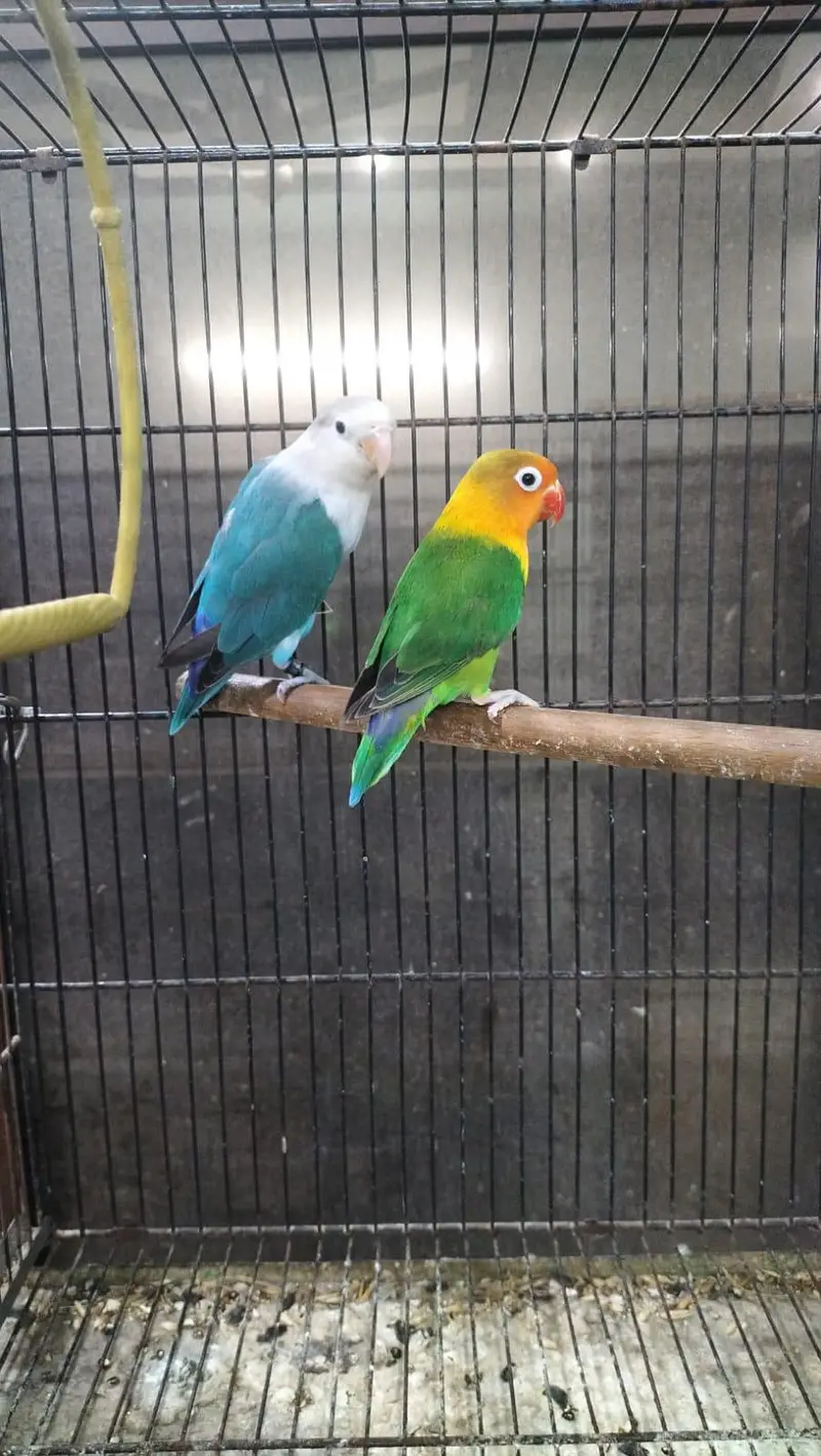 breeder pairs of lovebirds — photo 5