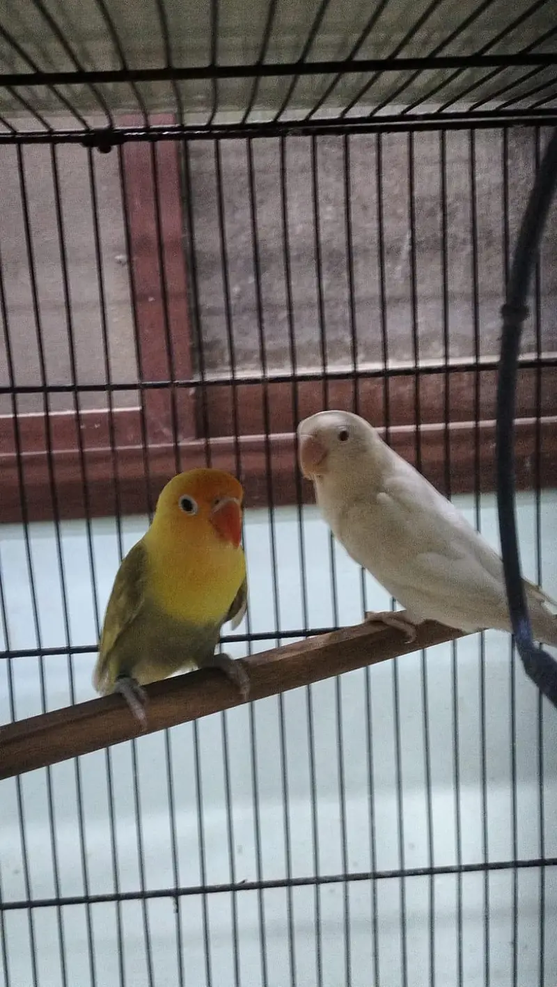 breeder pairs of lovebirds — photo 6