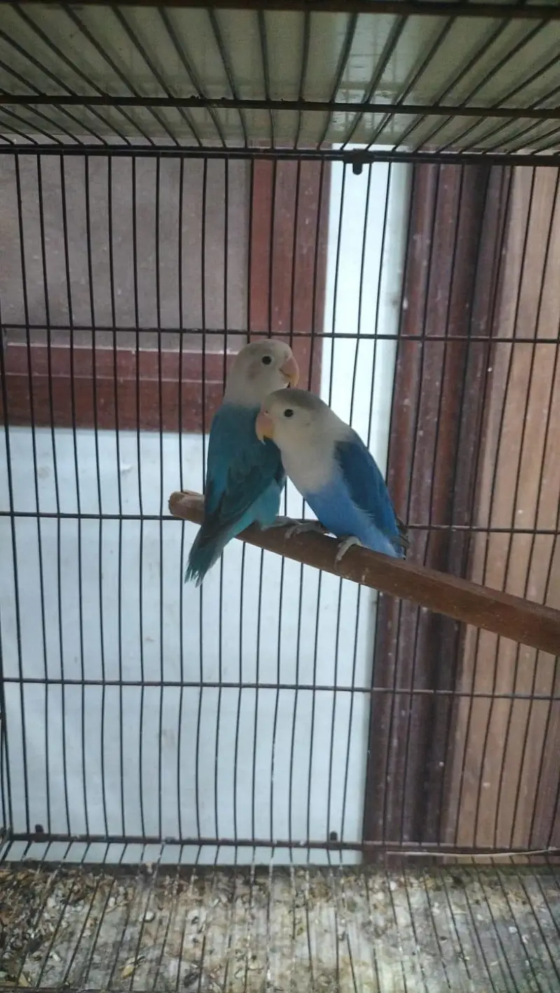 breeder pairs of lovebirds — photo 8
