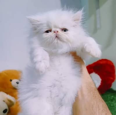 piki kittan tripal cote arjnt sle +92 348 9375822