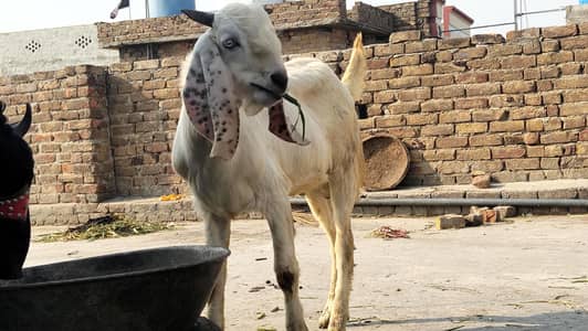 kheera desi Bakra
