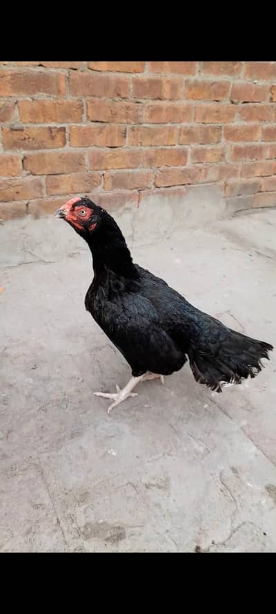 Lasani mushki madi[0306-14-88-325]