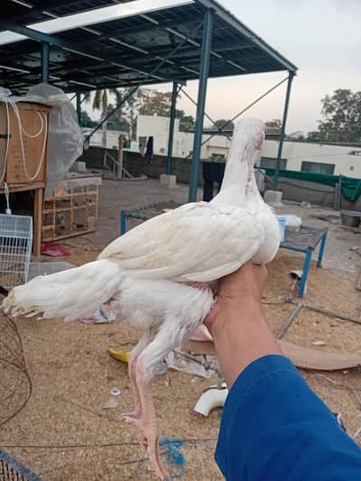 king shamo 2 month pair parent pics availble