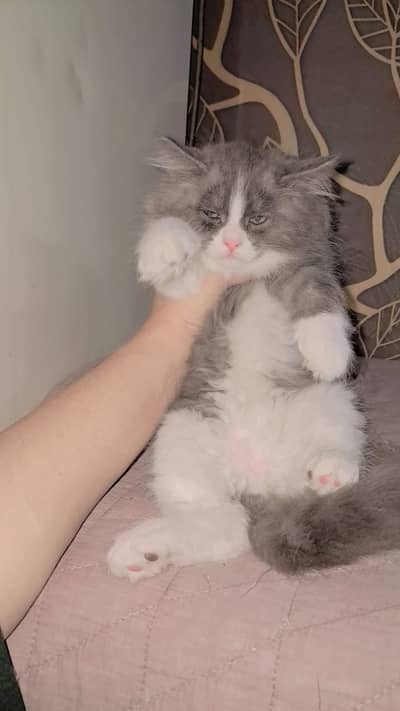 Persian Kittens | Triple Coated | bicolor calico | white kitten |