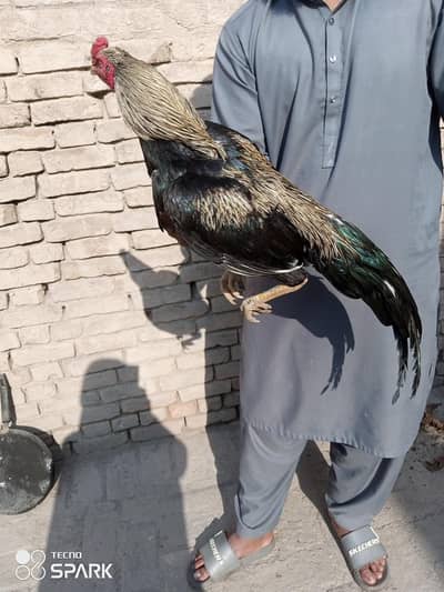 Aseel Mianwali sawa  03017020091 3083071000