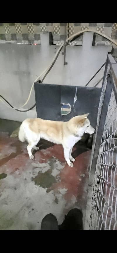 Rare Copper & Blue-Eyed Siberian Husky (PKC Reg)